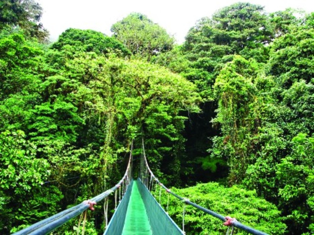 The skywalk through the Costa Rican rainforest. 